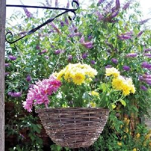 SHEDS xx - Hanging baskets and planters