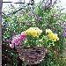 SHEDS - Hanging baskets and planters